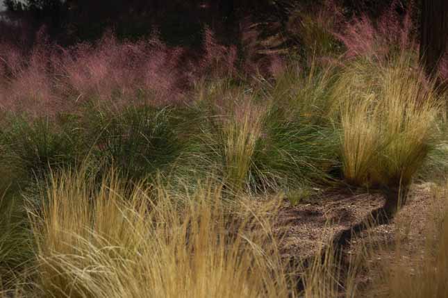 landscaping with grasses